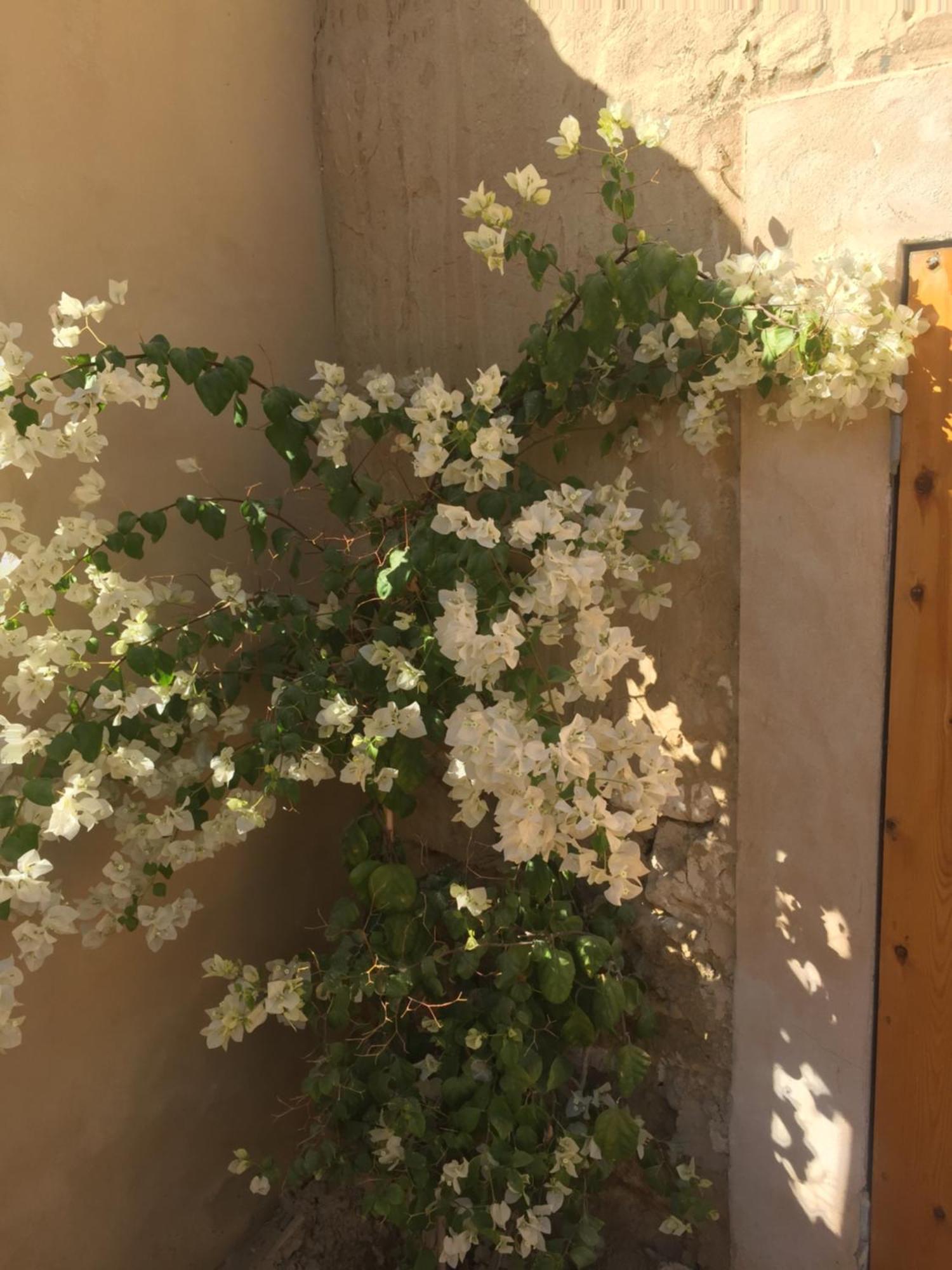 Tanirt Ecolodge Siwa Oasis ภายนอก รูปภาพ